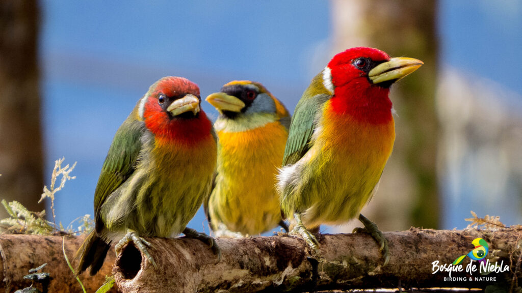 Bosque de Niebla Birding & Nature avistamiento de aves